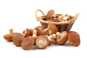 Shiitake 01