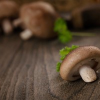 Shiitake 06