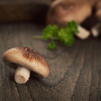 Shiitake 11