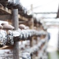 Shiitake Growing Room 2