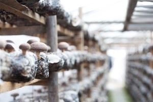 Shiitake Growing Room 2